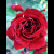 :iconpaperwords: