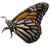 :iconpapillions: