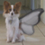 :iconpapilloninflight: