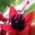 :iconpaprikash-affair: