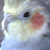 :iconpapug123321: