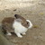 :iconparachutenotpanick: