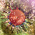 :iconparadisepink:
