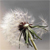 :iconparadoxical-grey: