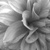 :iconparallaxnoir: