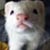 :iconparasomniac33: