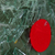 :iconparenchyma: