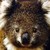 :iconparkypoodle101: