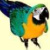 :iconparrotdesigns: