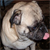 :iconpars407: