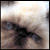 :iconparsek: