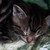 :iconpartyforonecx: