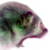 :iconparvodog: