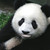 :iconpassa337: