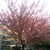 :iconpassion-bj: