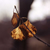 passion-for-photog :iconpassion-for-photog: