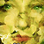 :iconpassionarte: