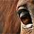 :iconpassionata4: