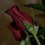 :iconpassionatepixels: