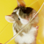 :iconpassionatewhiskey: