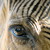 :iconpassionforhorse: