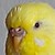:iconpassivedog: