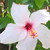 :iconpastel-saranghae: