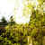 :iconpastel-skies: