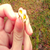 :iconpastelast: