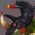 :iconpatackular:
