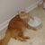 :iconpatchcat: