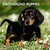 :iconpatchesthedog: