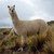 :iconpatchpelt6574:
