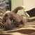 :iconpatchthecat: