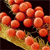 :iconpatchwrkprophet: