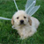 :iconpath-of-the-faeries: