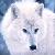 :iconpato-wolf:
