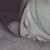 :iconpatraubo: