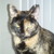 :iconpaulathecat: