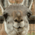 :iconpaulinajb: