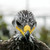 :iconpaulmorningstar: