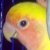 :iconpaulnikko: