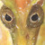 :iconpaupiccola: