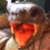 :iconpaupii: