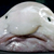 :iconpausenlos: