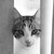 :iconpavingcat: