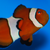 :iconpaw-step: