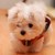 :iconpawblo-pugcasso: