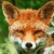 :iconpawlok2008: