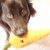 :iconpaws2reflect: